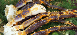 blue_king_crab