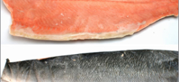 chilled_salmon_whole