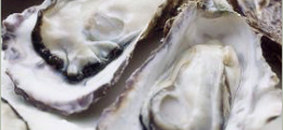 hiroshima_oyster